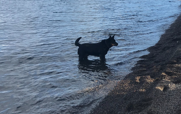 Things To Do Lake Forest Beach