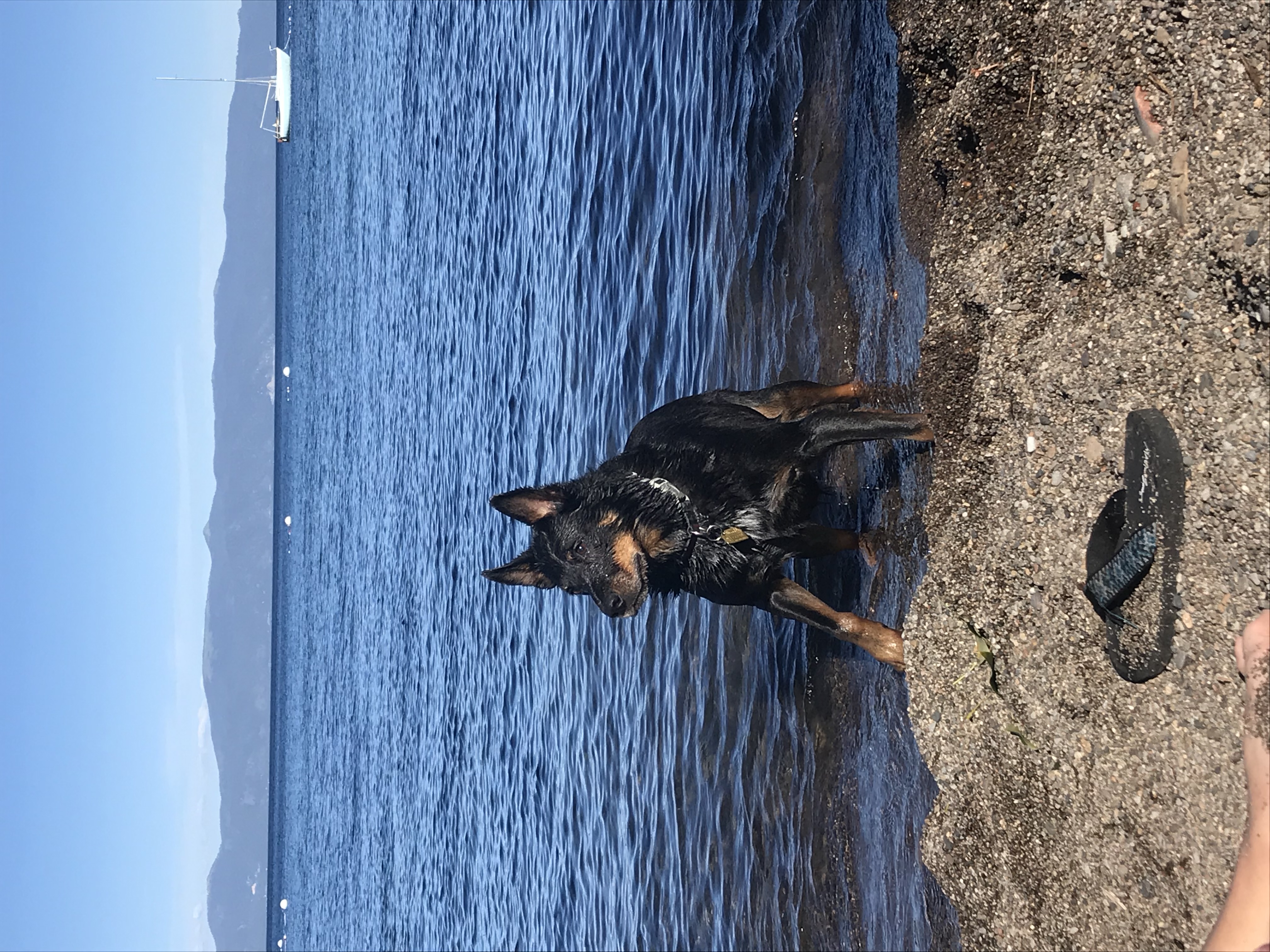Thing To Do Dog Friendly Beaches in Tahoe